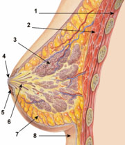 Querschnitt der weiblichen Brust